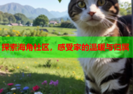 探索海角社区，感受家的温暖与归属