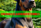 日韩海角社区全新视角探索无限魅力